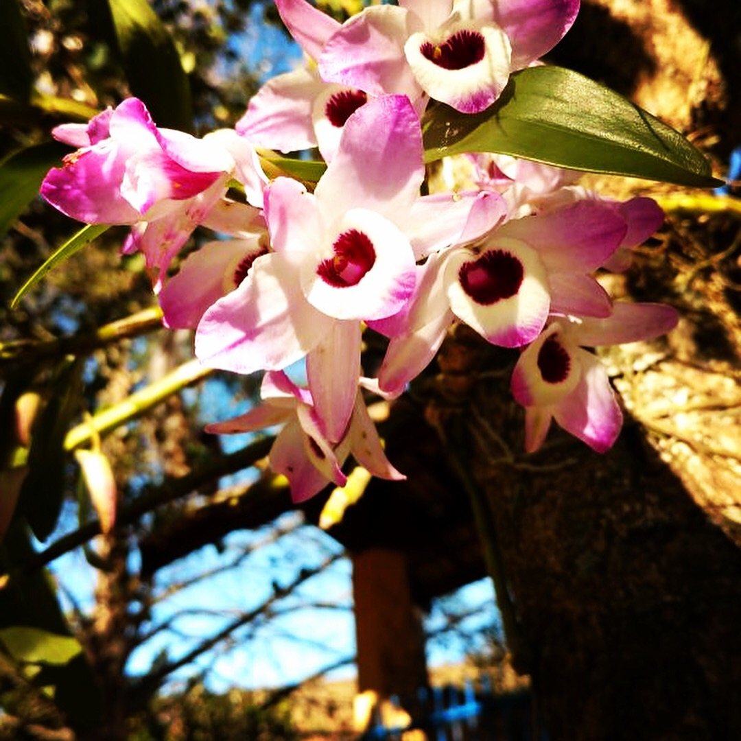 Orquídeas floridas no tronco de uma árvore