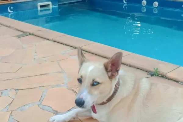 pets_1