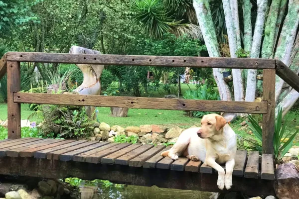 pets_10