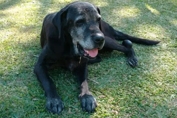 pets_2